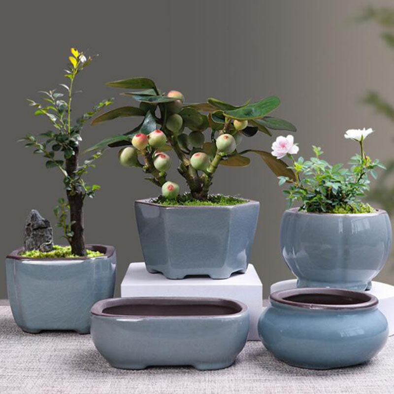 Echeveria Succulent - Retro ceramiczna doniczka na kwiaty szparagi