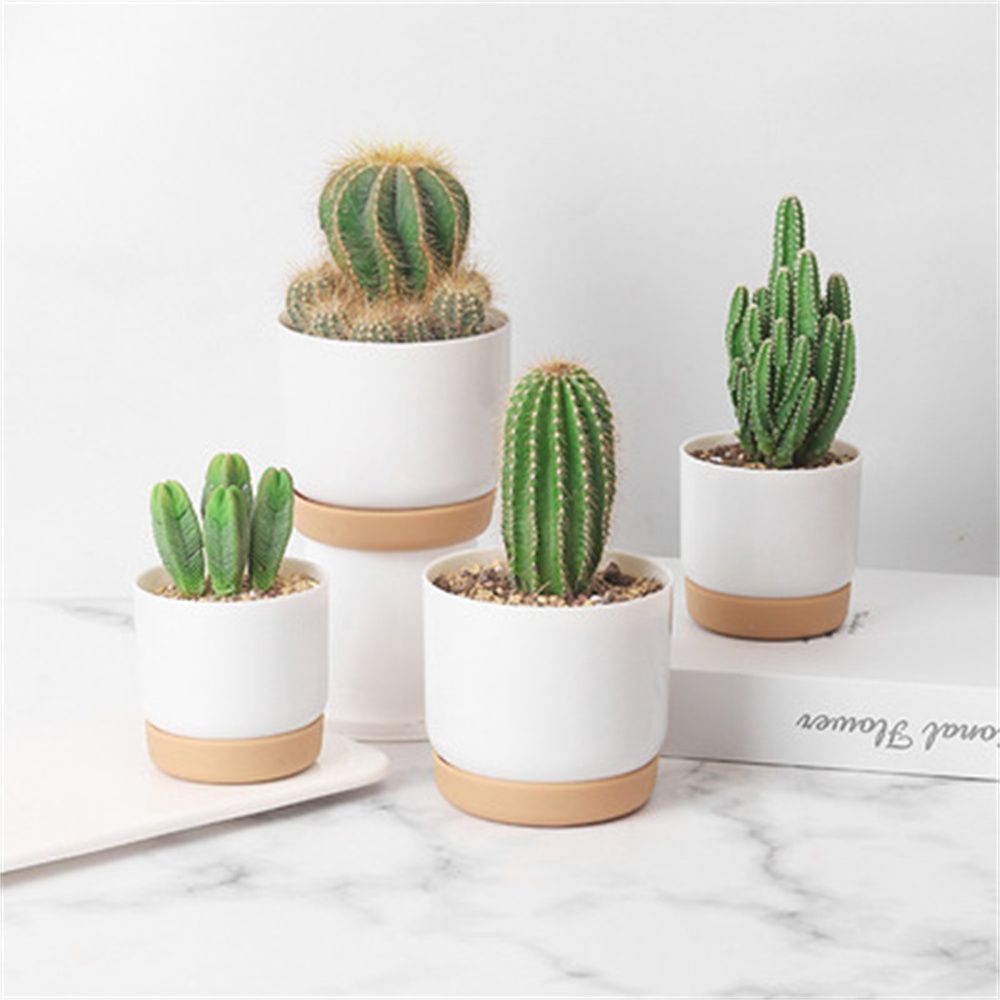 Okrągłe doniczki do kaktusów i – Echeveria Succulent recenzja i cena