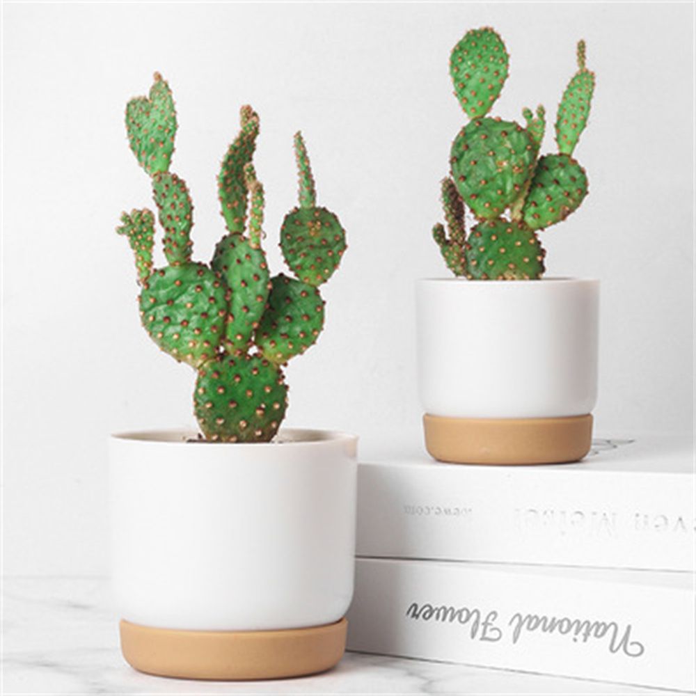 Okrągłe doniczki do kaktusów i – Echeveria Succulent recenzja i cena