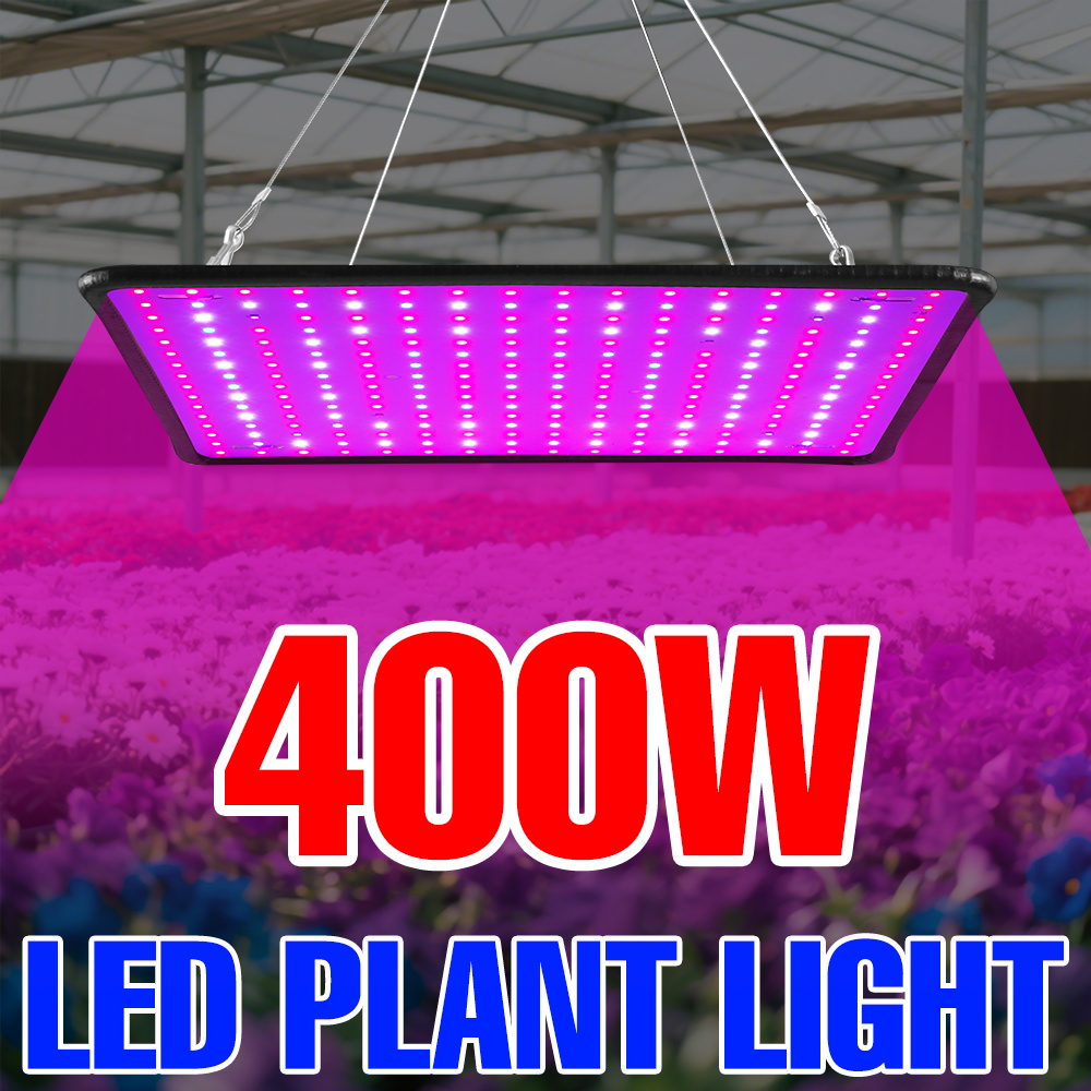 Lampa LED do uprawy roślin 400 – Echeveria Succulent recenzja i cena