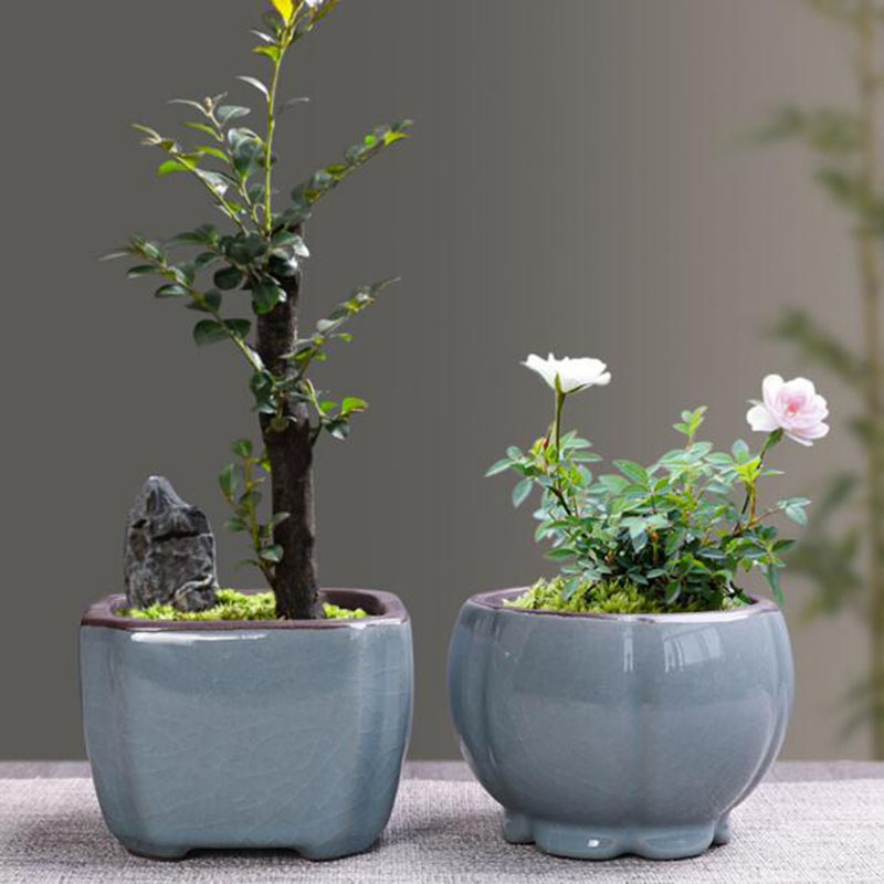 Retro ceramiczna doniczka na k – Echeveria Succulent recenzja i cena