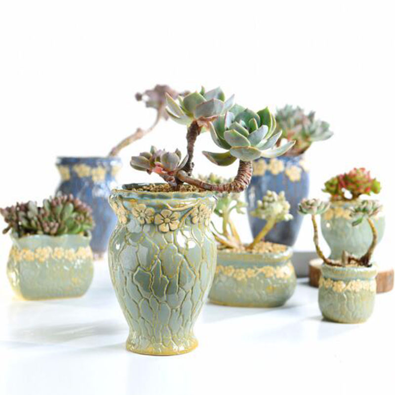 Sukulenty doniczka mały i śred – Echeveria Succulent recenzja i cena